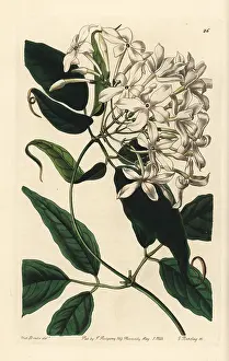 Jasminum: Tail-leaved jasmine, Jasminum caudatum