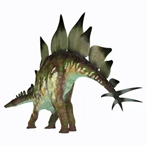 Stegosaurus: Tail of a Stegosaurus dinosaur