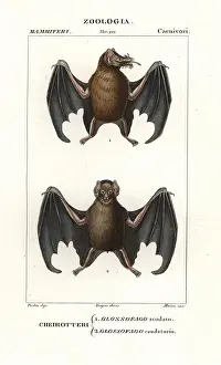 Tailless: Tailed tailless bat, Anoura caudifer, and lesser