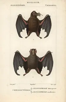 Tailless: Tailed tailless bat, Anoura caudifer, and lesser