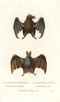 Megaderma: Tailed tailless bat and greater false vampire bat