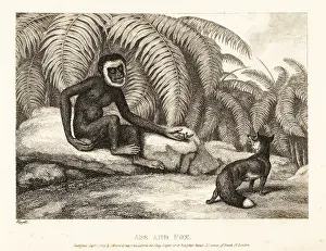 John Gay: A tailless monkey asks a fox for some of his tail