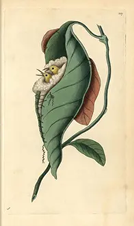 Sewn: Tailor bird, Orthotomus sutorius Two young