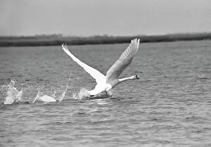 Nederi: Take-Off photo art work, 1991