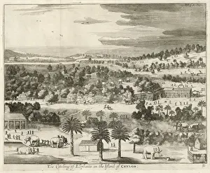 1671: TAKING ELEPHANTS 1671