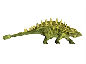 Thyreophora: Talarurus armored dinosaur, side view on white background