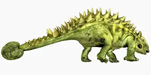 Ankylosaur: Talarurus dinosaur from the Cretaceous Period