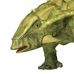 Thyreophora: Talarurus dinosaur head, close-up on white background