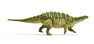 Ankylosaur: Talarurus dinosaur on white background