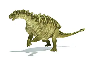 Markings: Talarurus dinosaur on white background