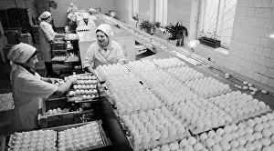 Sorters: Talashkino poultry farm