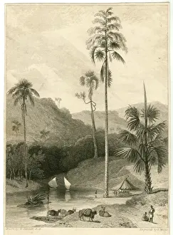 Daniell: The Talipat Tree, India