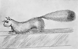 Psychic: TALKING MONGOOSE GEF