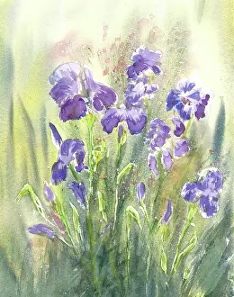 Llewelyn: Tall Blue Irises