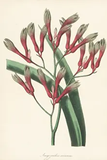 Volume 5: Tall kangaroo paw, Anigozanthos flavidus