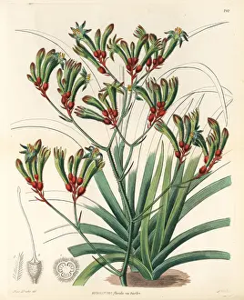 Bicolor: Tall kangaroo paw, Anigozanthos flavidus