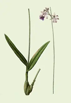 Classified: Tall, Thin Orchidaceae