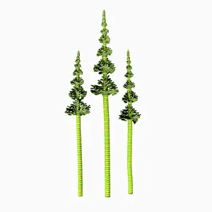 Slender: Tall pine from the Carboniferous period