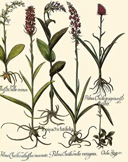 Nigra: Tall Red Flowers