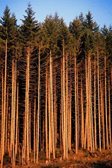 Reforestation: Tall Straight Second Growth Pine Trees After Harvest