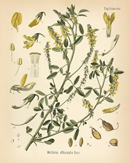 Melilotus: Tall yellow sweetclover or tall melilot, Melilotus