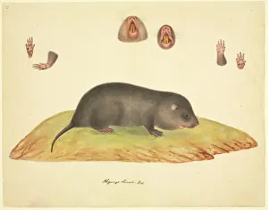 Talpa: Talpa sp. mole