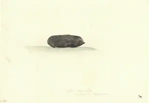 1754 1794: Talpinae (subfamily), mole