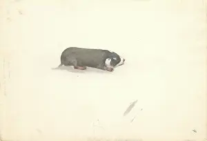 1754 1794: Talpinae (subfamily), mole