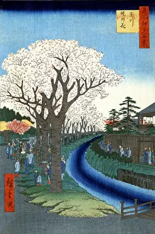 Sightseers: Tama River Cherry Blossoms, 1856