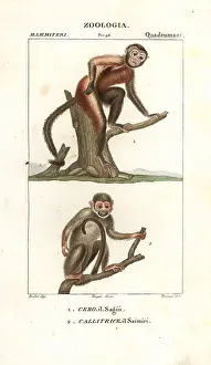 Midas: Tamarin monkey, Saguinus midas, and squirrel