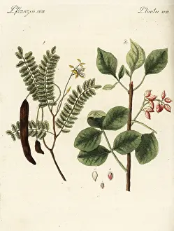 Bertuch: Tamarind and pistachio nut