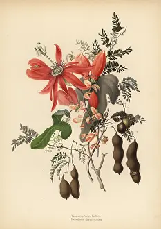Indica: Tamarind and red passionflower