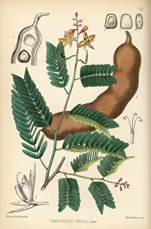 Tamarind: Tamarind, Tamarindus indica