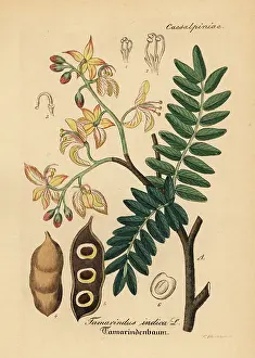 Tamarind: Tamarind, Tamarindus indica