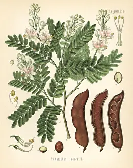 Indica: Tamarind, Tamarindus indica