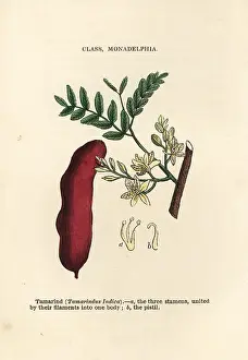 Indicus: Tamarind, Tamarindus indicus