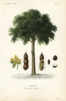 Maubert: Tamarind tree, Tamarindus indica