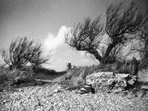 Windswept: TAMARISK BUSHES