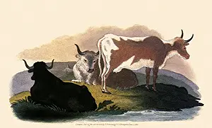 Domesticated: Tame or Domesticated Ox, Bos taurus