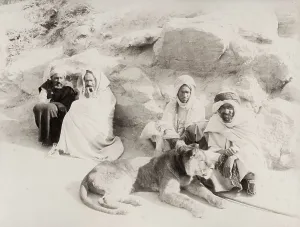 Leash: Tame lion on a leash, Algeria