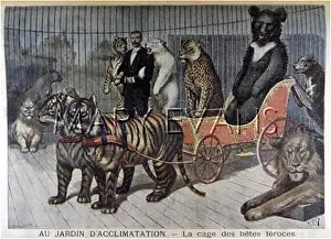 Acclimatation: TAMED WILD BEASTS