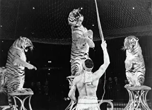 Deutschlandhalle: The tamer Togare with three Bengal