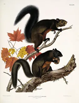 Douglass: Tamiasciurus douglasii, Douglas squirrel