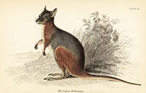 Volume Xi: Tammar wallaby, Macropus eugenii