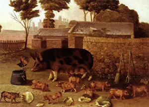 Cabbage: Tamworth Cross Pigs