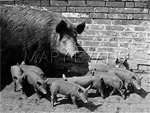 Tamworth: TAMWORTH SOW AND LITTER
