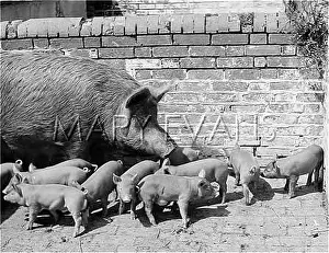 Tamworth: TAMWORTH SOW AND LITTER