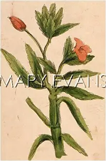 Tanacetum: TANACETUM BALSAMITA