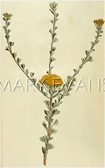 Tansy: TANACETUM FLABELLIFORME