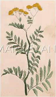 Tansy: TANACETUM FLABELLIFORME